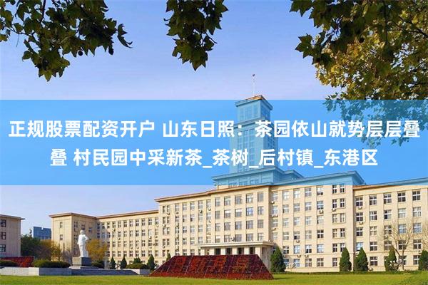 正规股票配资开户 山东日照：茶园依山就势层层叠叠 村民园中采新茶_茶树_后村镇_东港区